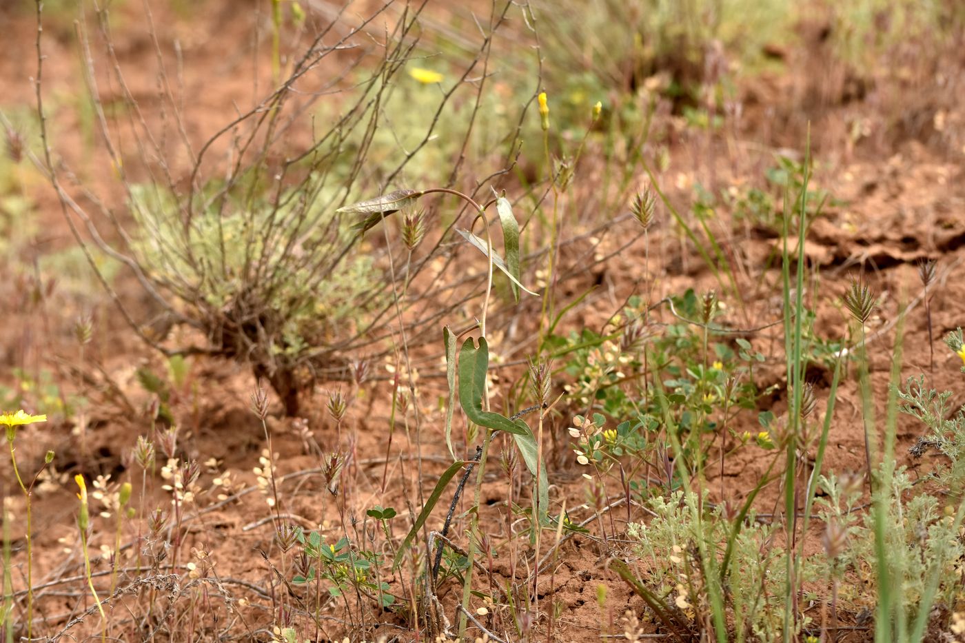 Image of Cynanchum acutum specimen.