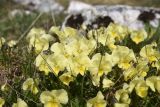 Viola oreades. Цветущие растения. Адыгея, Кавказский биосферный запов., плато Лагонаки, хр. Каменное Море, западная сторона горы Нагай-Кош. 7 мая 2025 г.