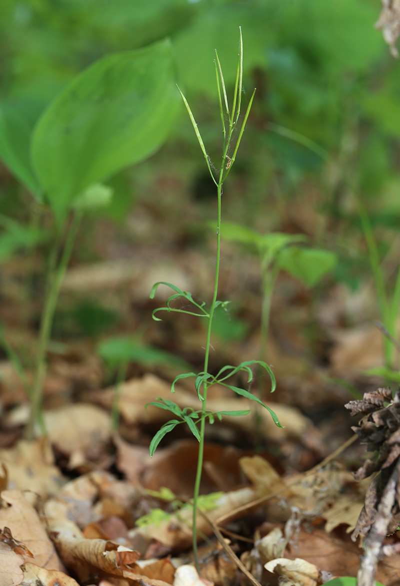 Image of Cardamine trifida specimen.