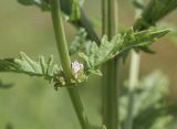 семейство Lamiaceae