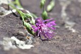 genus Crupina. Соцветие. Грузия, край Самцхе-Джавахети, окраина с. Тмогви, окр. южного берега оз. Цунда, горная степь. 8 июня 2026 г.
