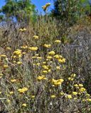 Helichrysum stoechas. Верхушки цветущих растений. Португалия, округ Бежа, дол. р. Мира, окраина зарослей кустарников. 05.06.2026.