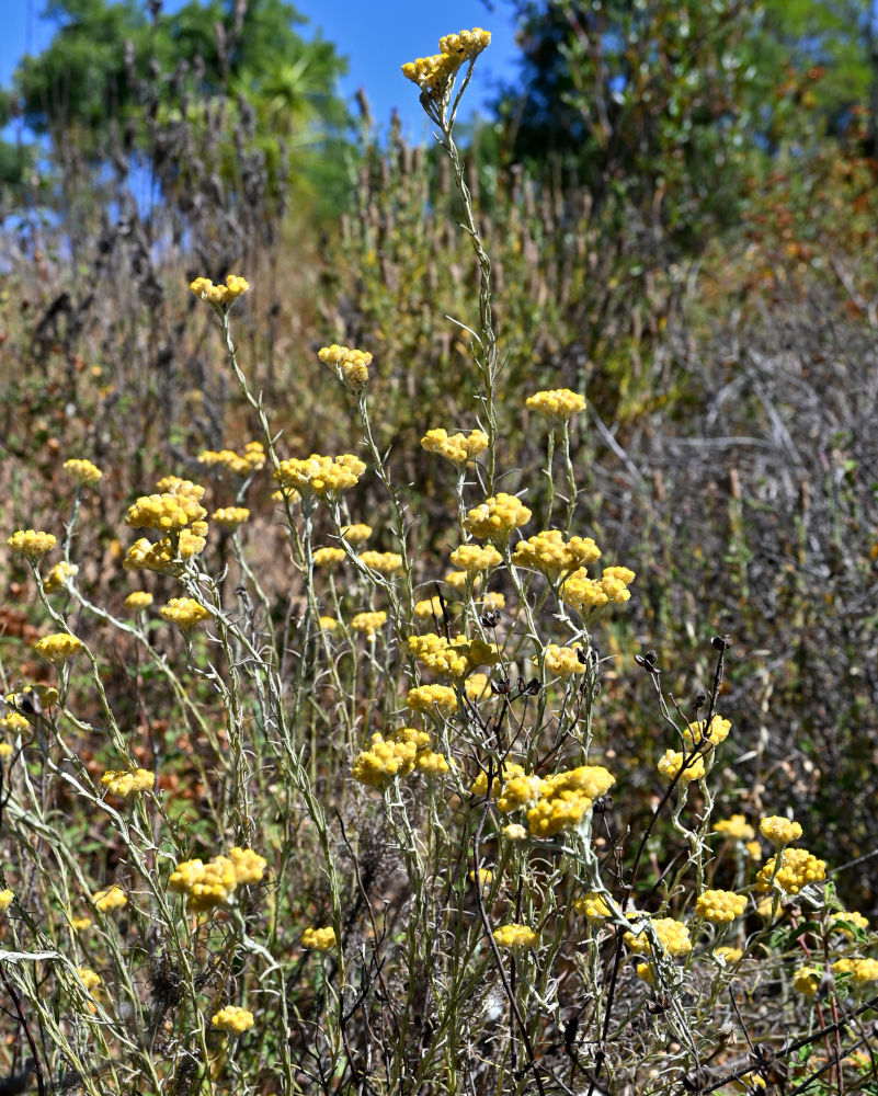 Image of Helichrysum stoechas specimen.