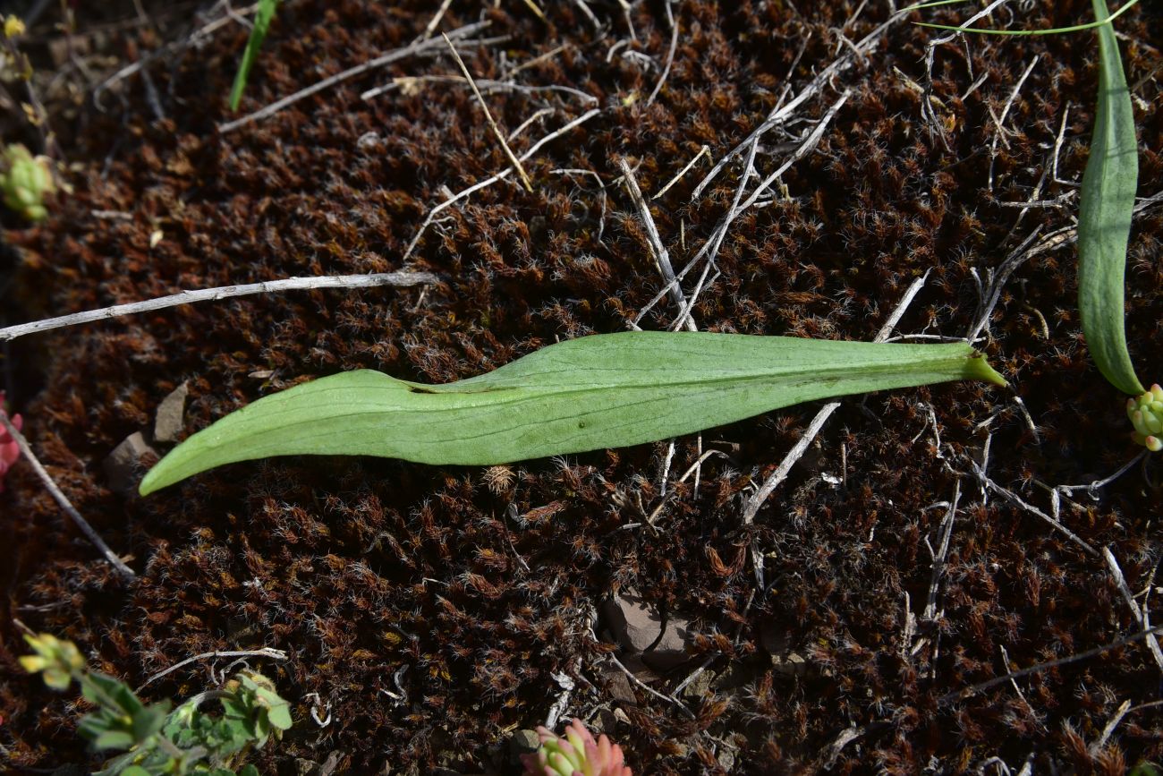 Image of Centranthus longiflorus specimen.