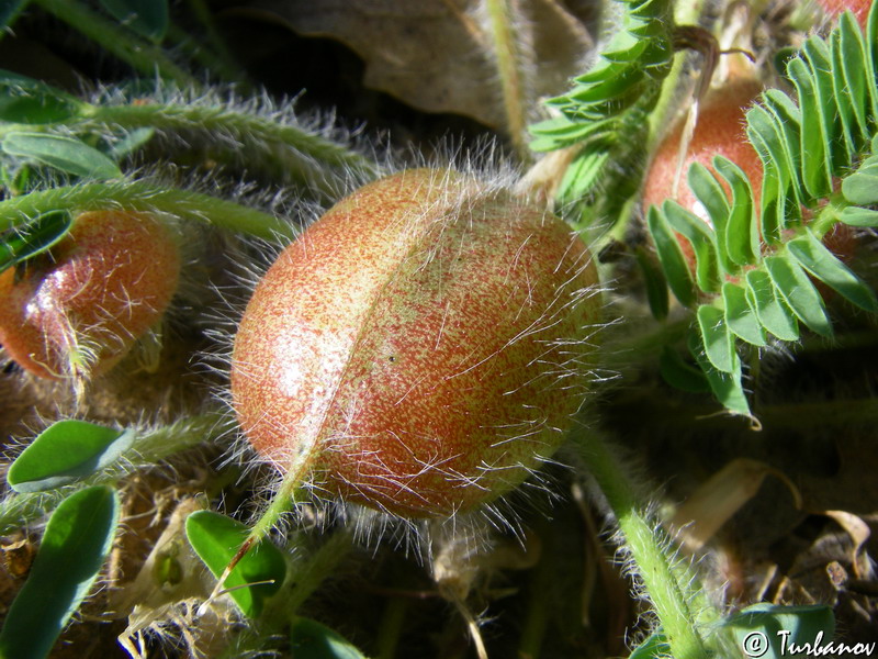 Image of Astragalus utriger specimen.