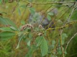 род Salix