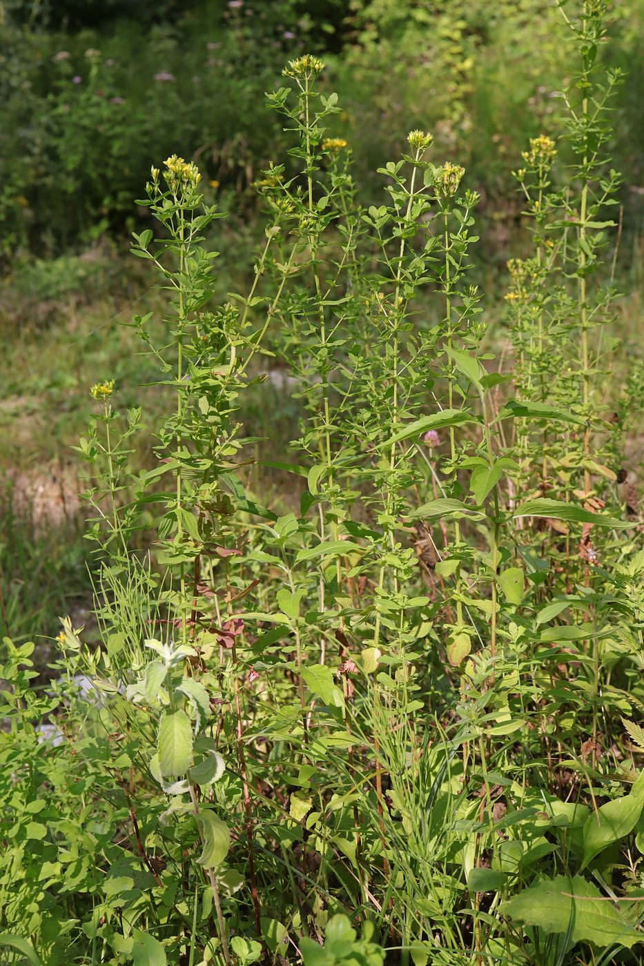 Image of Hypericum tetrapterum specimen.