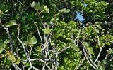 Ficus carica
