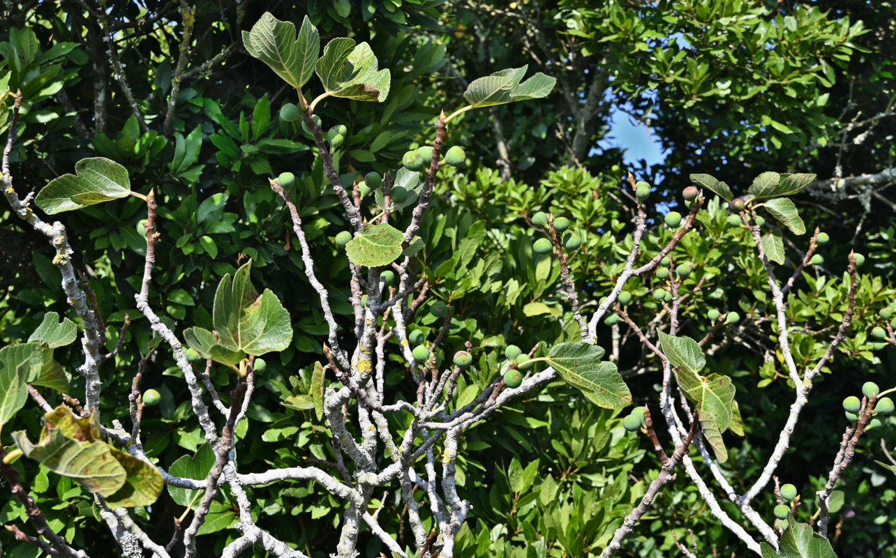Image of Ficus carica specimen.