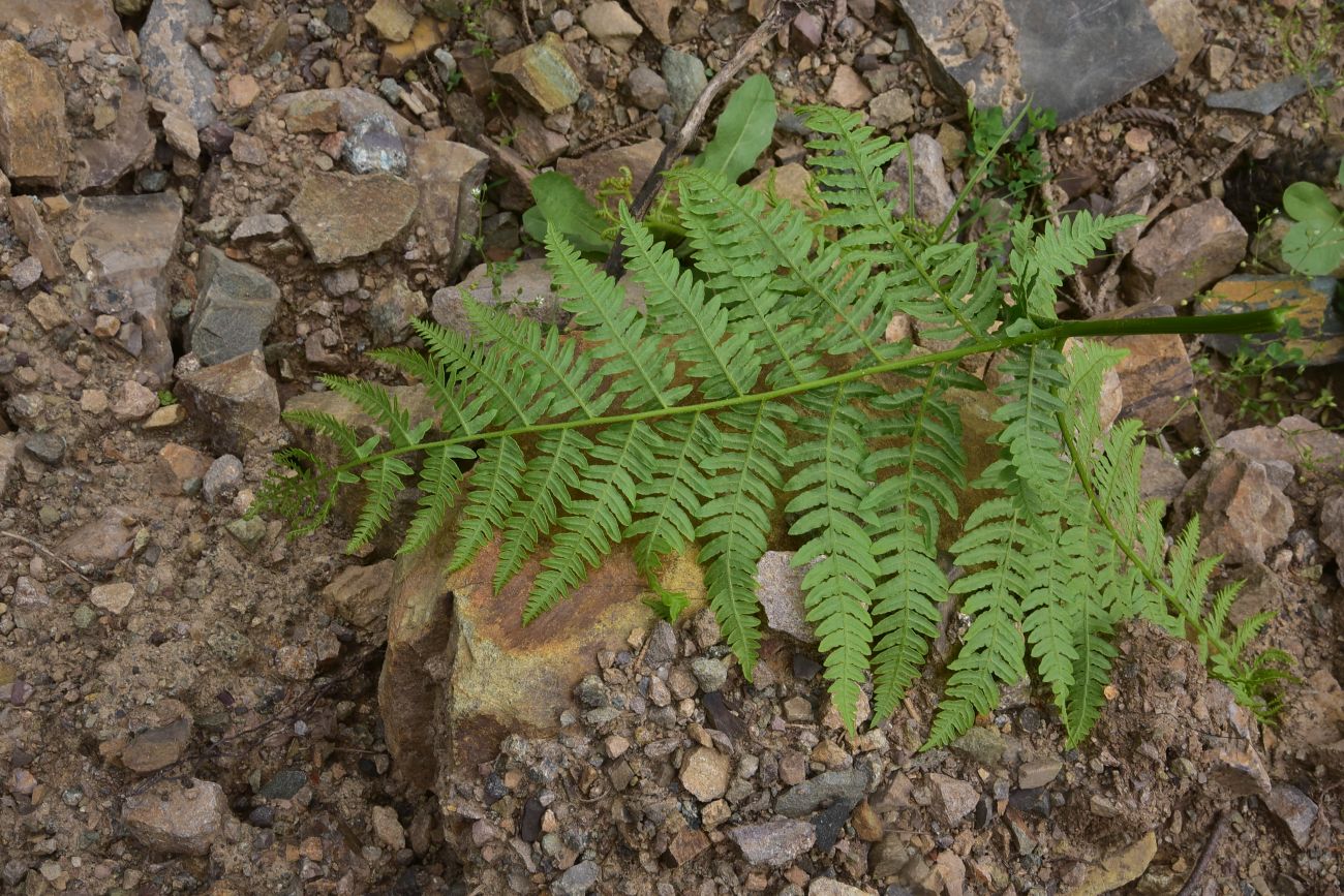 Image of Unknown species specimen.