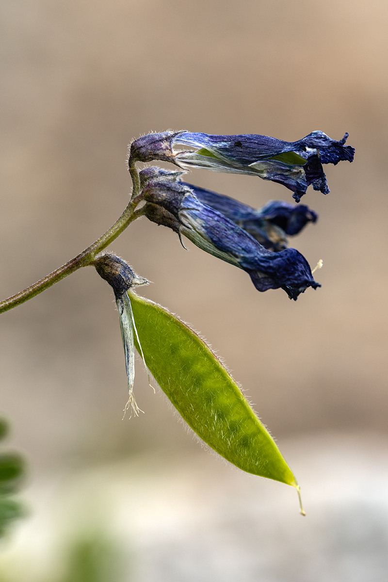 Image of Vicia sosnowskyi specimen.