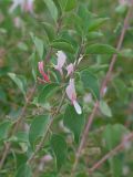 Lonicera nummulariifolia. Верхушка веточки с цветками и бутонами. Таджикистан, Горно-Бадахшанская автономная обл., Дарвазский р-н, Дарвазский хр., перев. Хабуработ, выс. ≈ 2900 м н.у.м., задернованный глинистый склон. 19 июня 2026 г.
