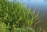 Acorus calamus. Заросль; некоторые растения - с соцветиями. Беларусь, Витебская обл., окр. дер. Местечко, берег небольшого эвтрофного озера. 17.07.2026.