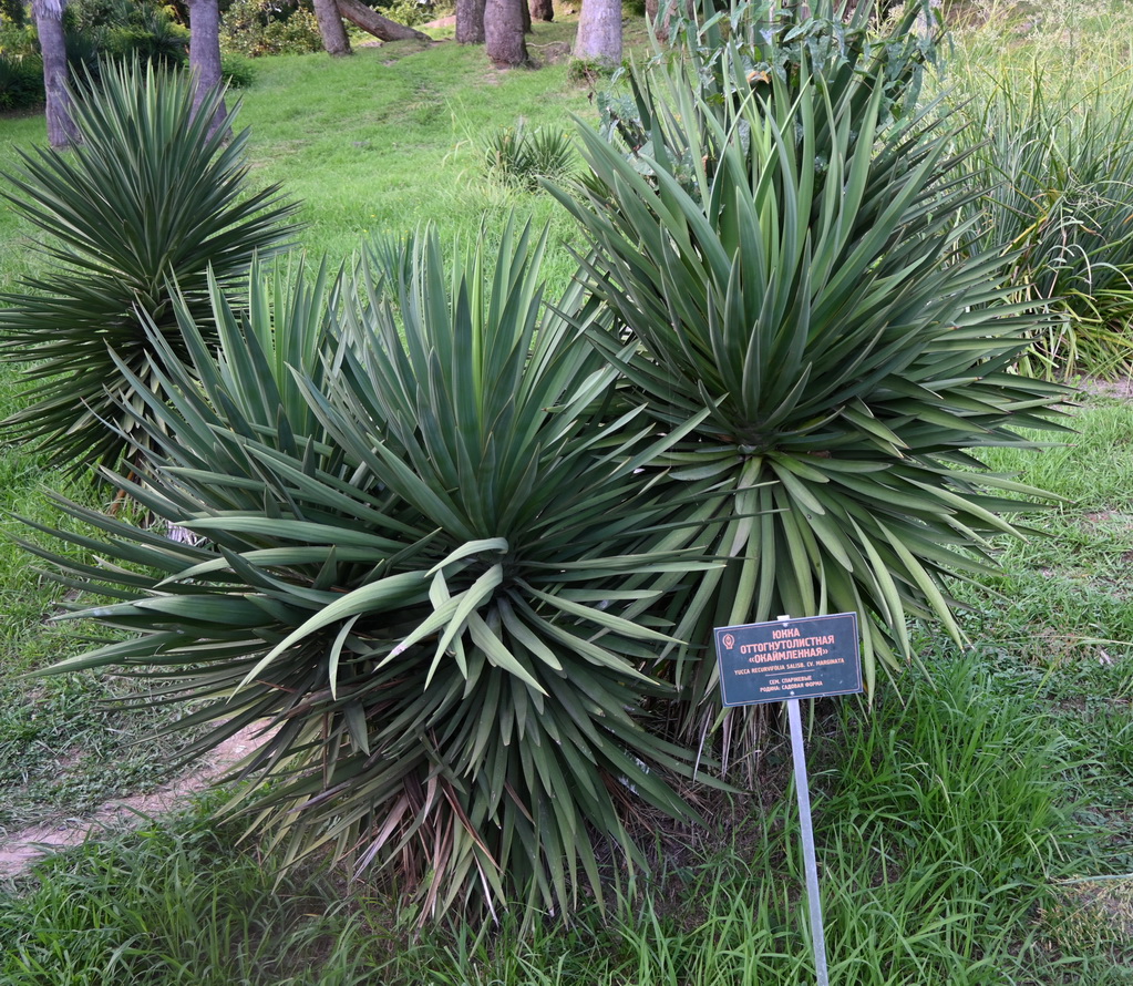 Изображение особи род Yucca.
