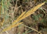 Calamagrostis epigeios. Верхушка побега с соплодием. Узбекистан, Республика Каракалпакстан, Амударьинский р-н, окр. автомобильно-железнодорожного моста через р. Амударья, левый берег реки, глинисто-песчаная почва. 16.08.2026.