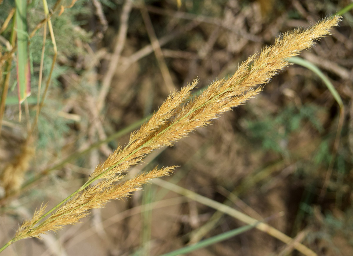 Image of Calamagrostis epigeios specimen.