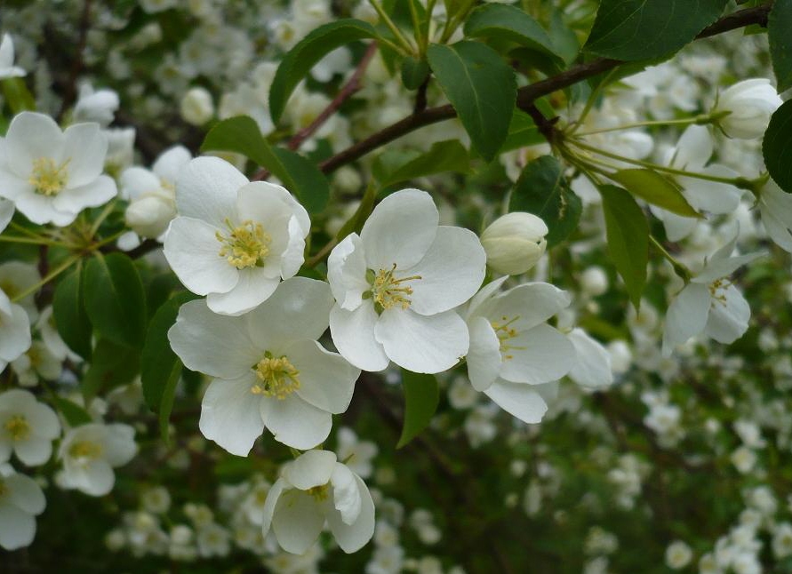 Изображение особи род Malus.