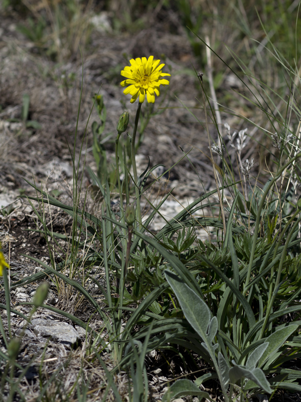 Image of Scorzonera austriaca specimen.