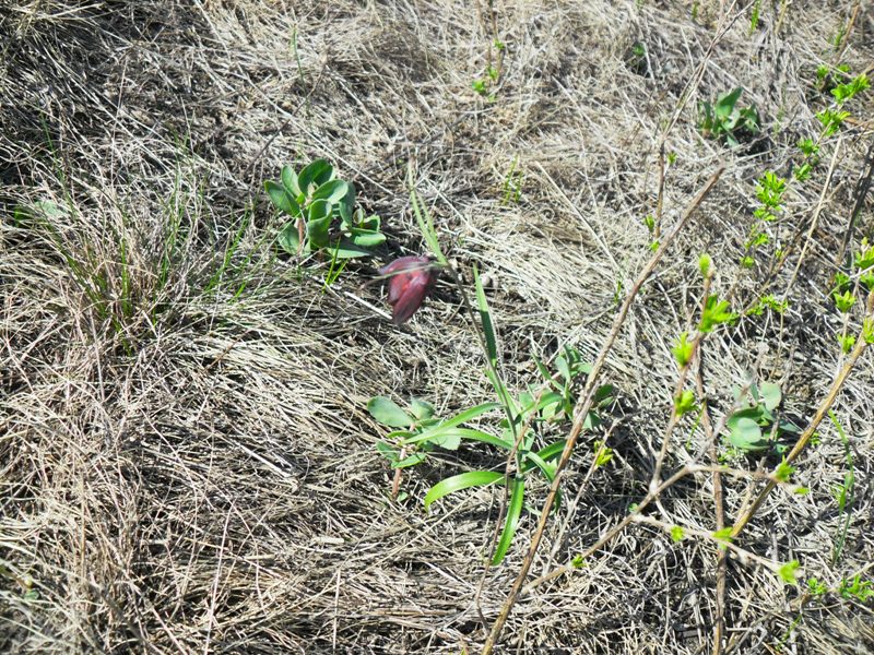 Image of Fritillaria ruthenica specimen.