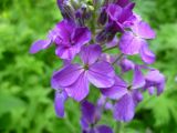 Hesperis sibirica. Часть соцветия. Кемеровская обл., Кемеровский р-н, окр. дер. Тебеньковка. 09.06.2011.