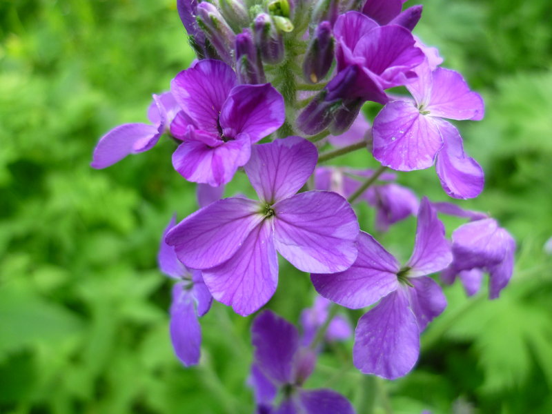 Image of Hesperis sibirica specimen.