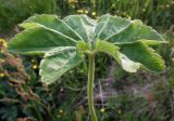 genus Alchemilla