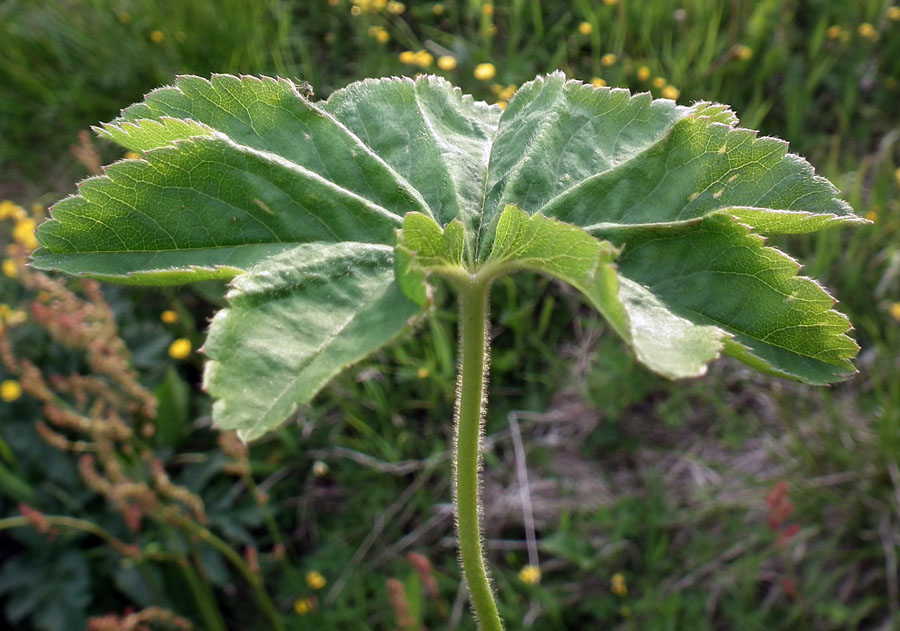 Изображение особи род Alchemilla.