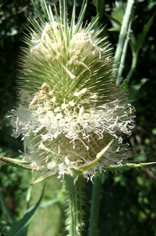 Изображение особи Dipsacus laciniatus.