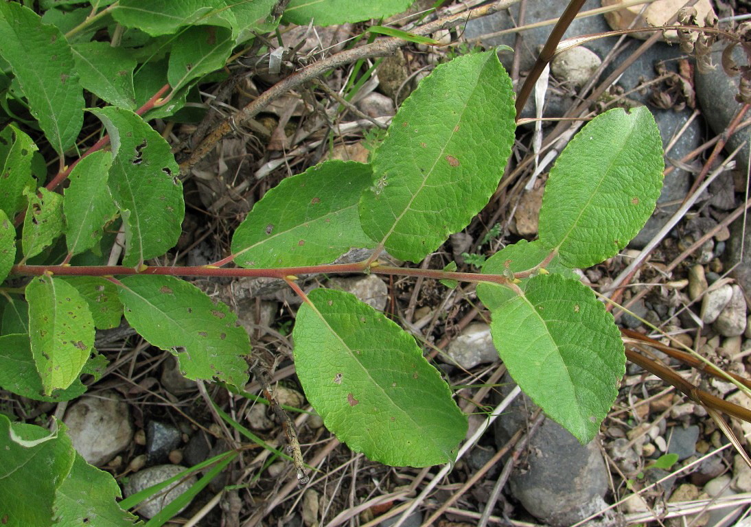 Image of Salix caprea specimen.
