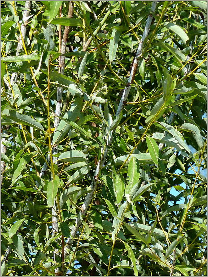 Image of Salix acutifolia specimen.