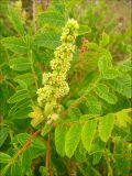 Rhus coriaria. Верхушка побега с соцветием. Краснодарский край, Черноморское побережье Кавказа, Новороссийск, близ мыса Шесхарис, над приморским обрывом. 20 июля 2008 г.