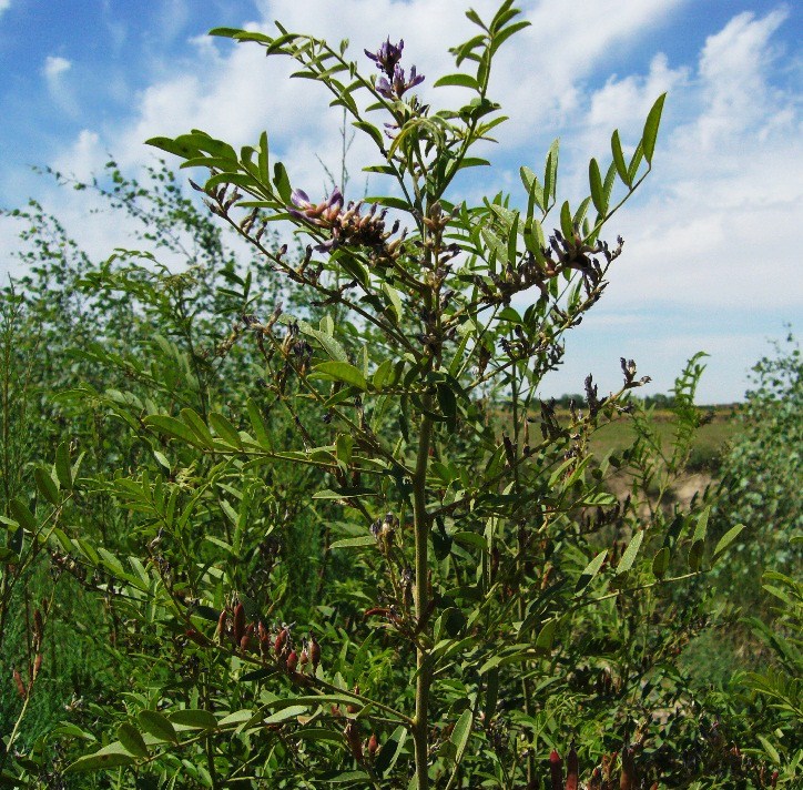 Image of Glycyrrhiza glabra specimen.