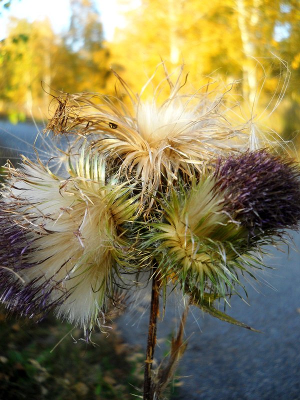 Image of Cirsium vulgare specimen.