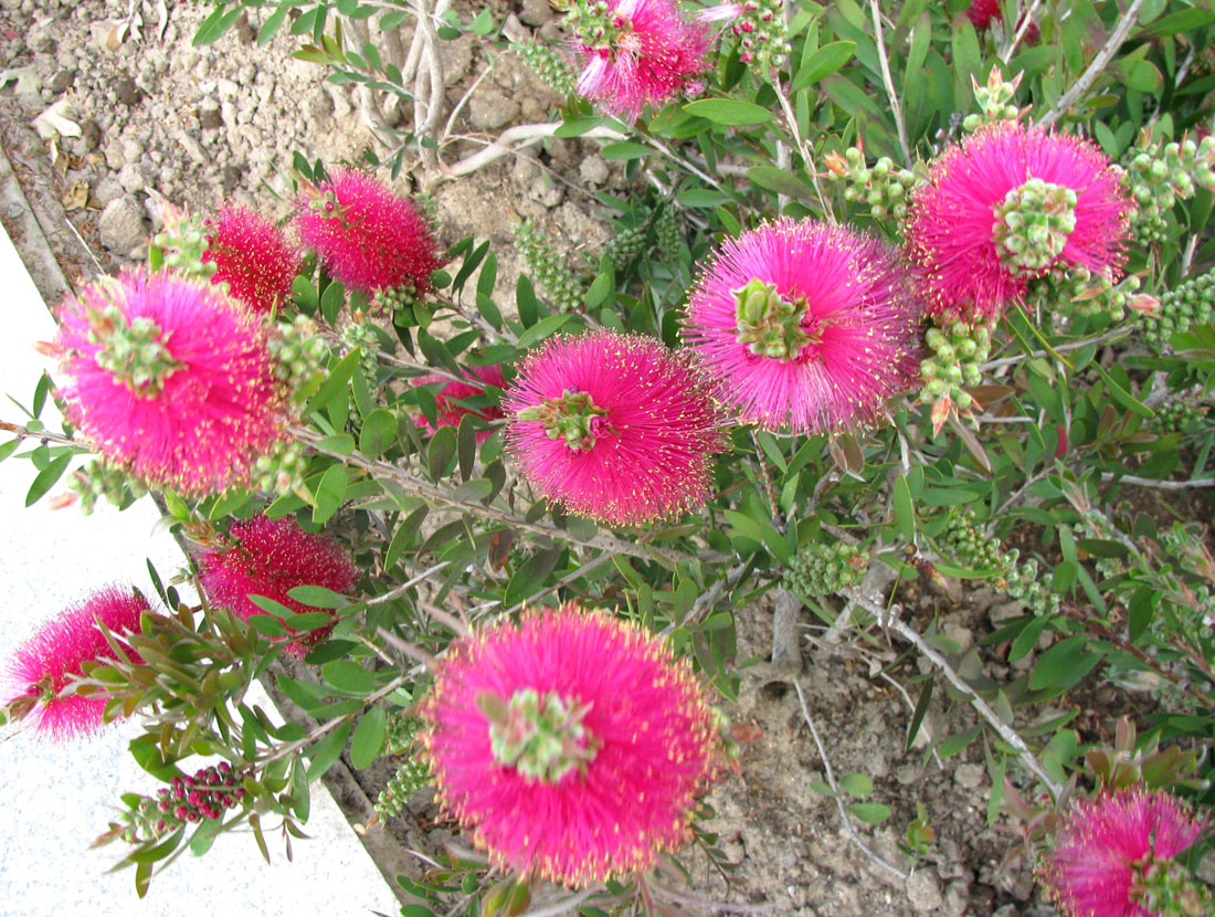 Image of Callistemon citrinus specimen.