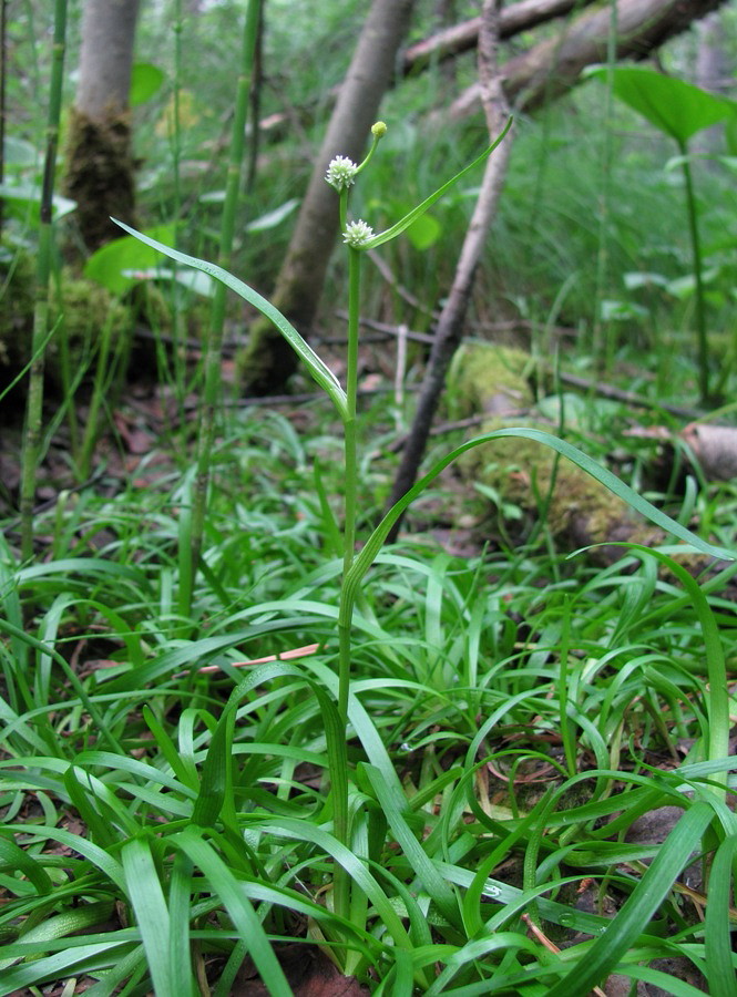 Image of Sparganium natans specimen.