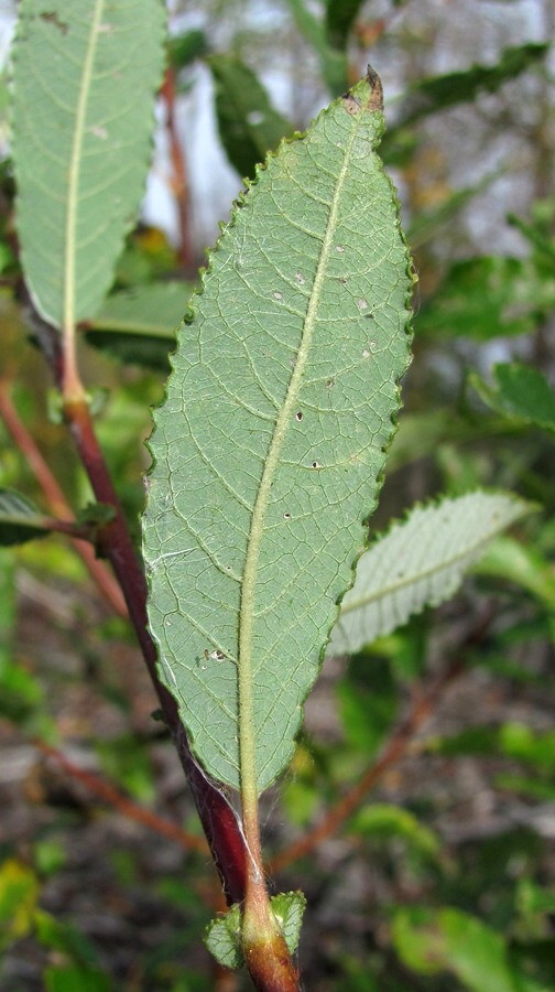 Image of Salix &times; myrtoides specimen.