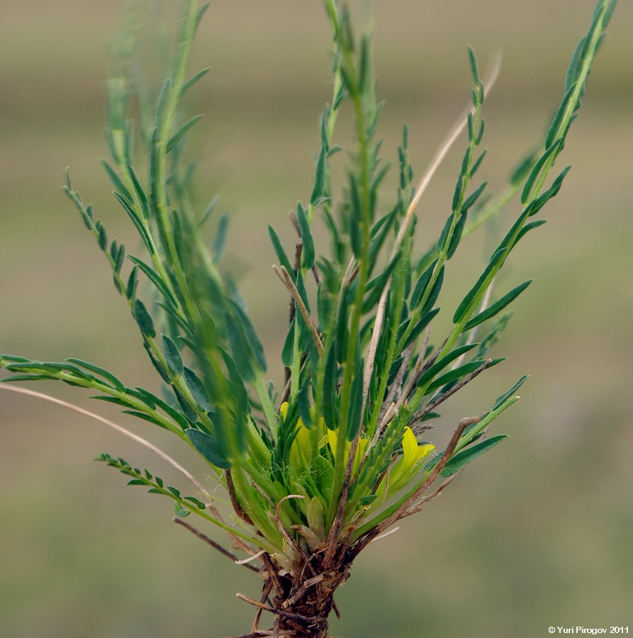 Image of Astragalus tekutjevii specimen.