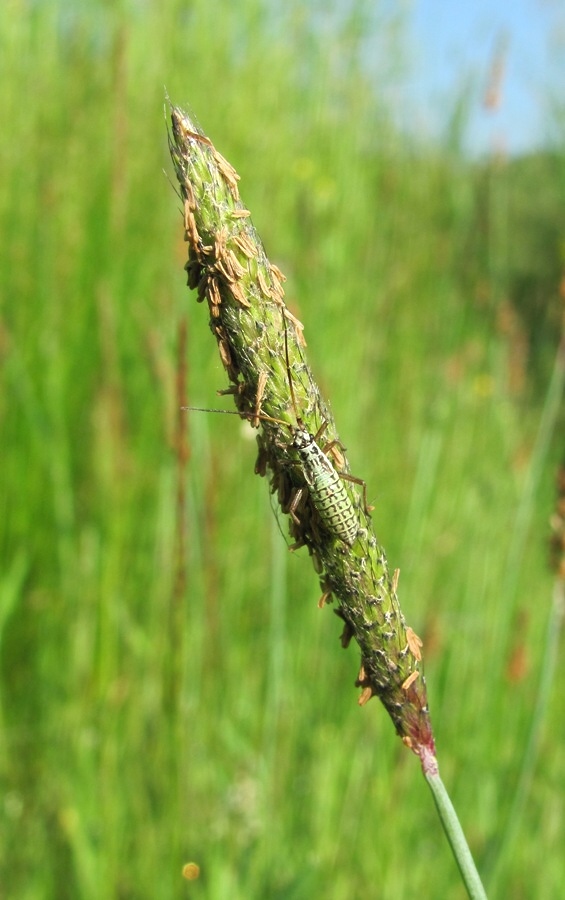 Image of Alopecurus geniculatus specimen.