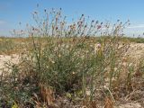 Centaurea majorovii. Цветущее и плодоносящее растение на песчано-ракушечниковом пляже. Украина, Донецкая обл., Новоазовский р-н, Кривая коса, НПП \"Меотида\". 16.09.2010.