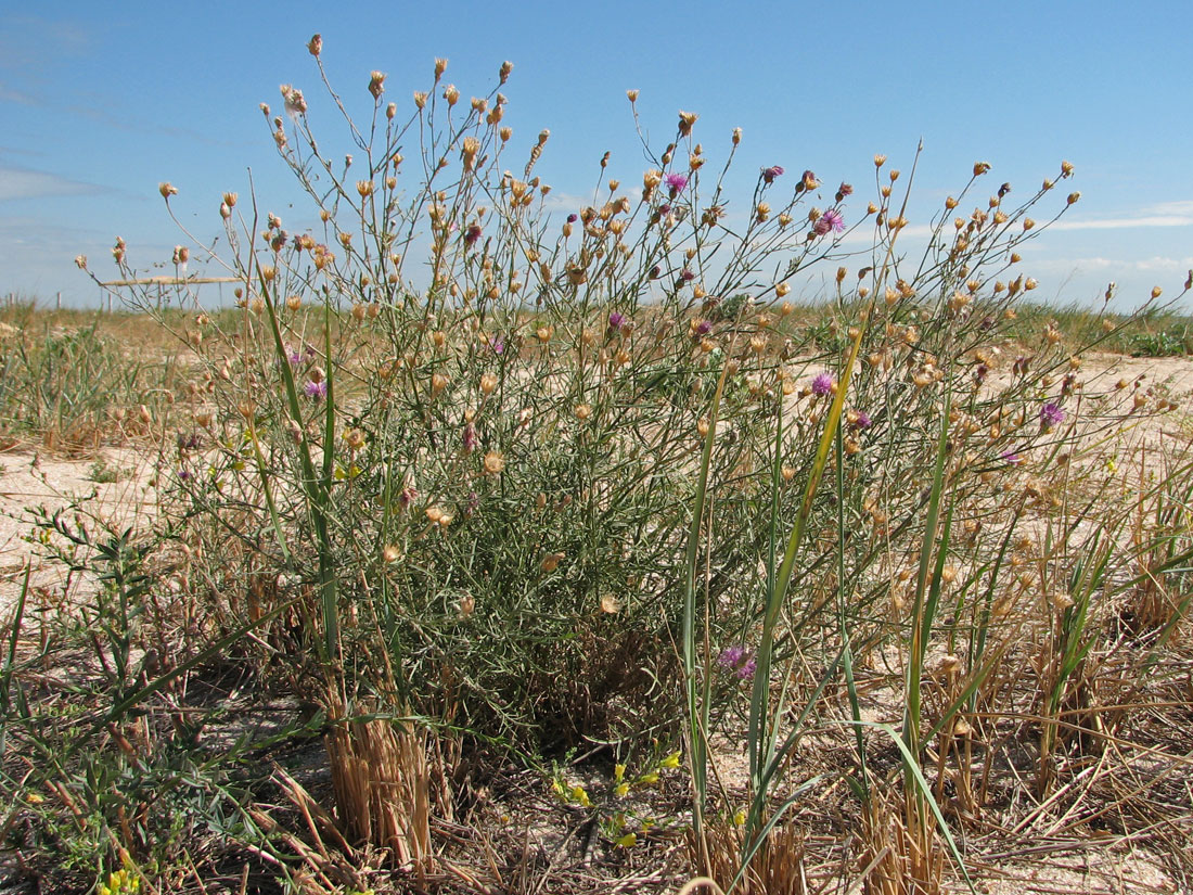 Image of Centaurea majorovii specimen.