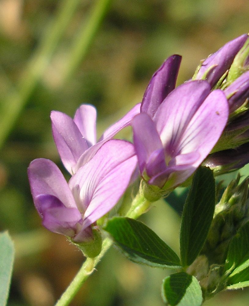 Image of Medicago sativa specimen.