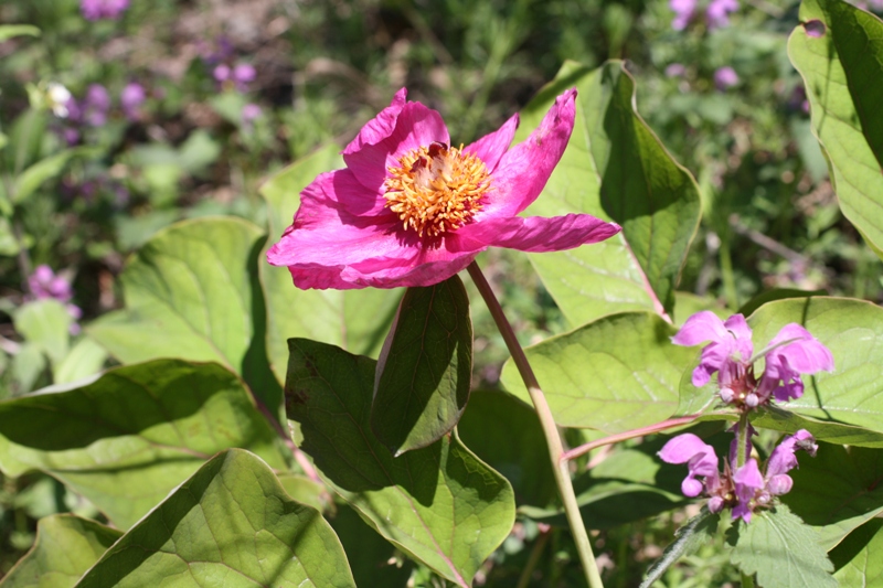 Изображение особи Paeonia caucasica.