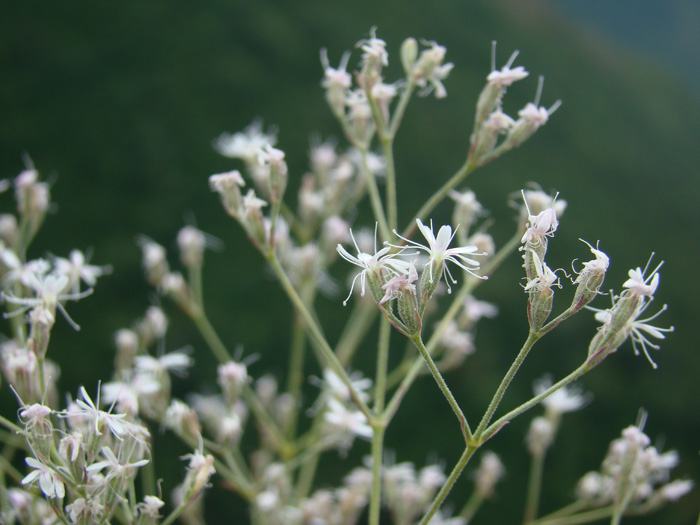 Image of Acanthophyllum paniculatum specimen.