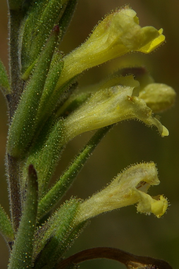 Image of Macrosyringion glutinosum specimen.