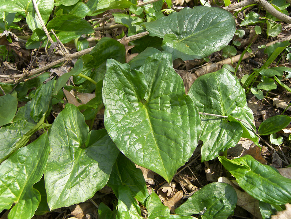 Изображение особи Arum orientale.