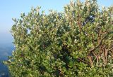 Sorbus aria. Плодоносящее растение. Черногория, национальный парк Ловчен. 06.07.2011.