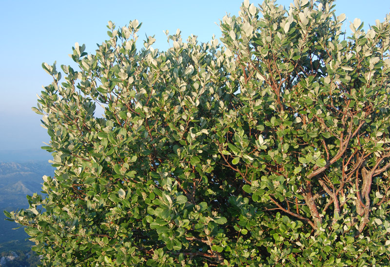 Image of Sorbus aria specimen.