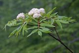 Sorbus commixta. Верхушка ветви с соцветиями. Сахалин, Тымовский р-н, окр. с. Ясное, смешанный лес. 01.07.2011.