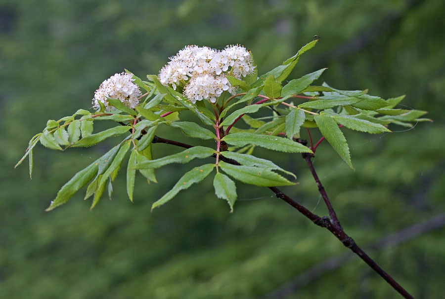 Изображение особи Sorbus commixta.