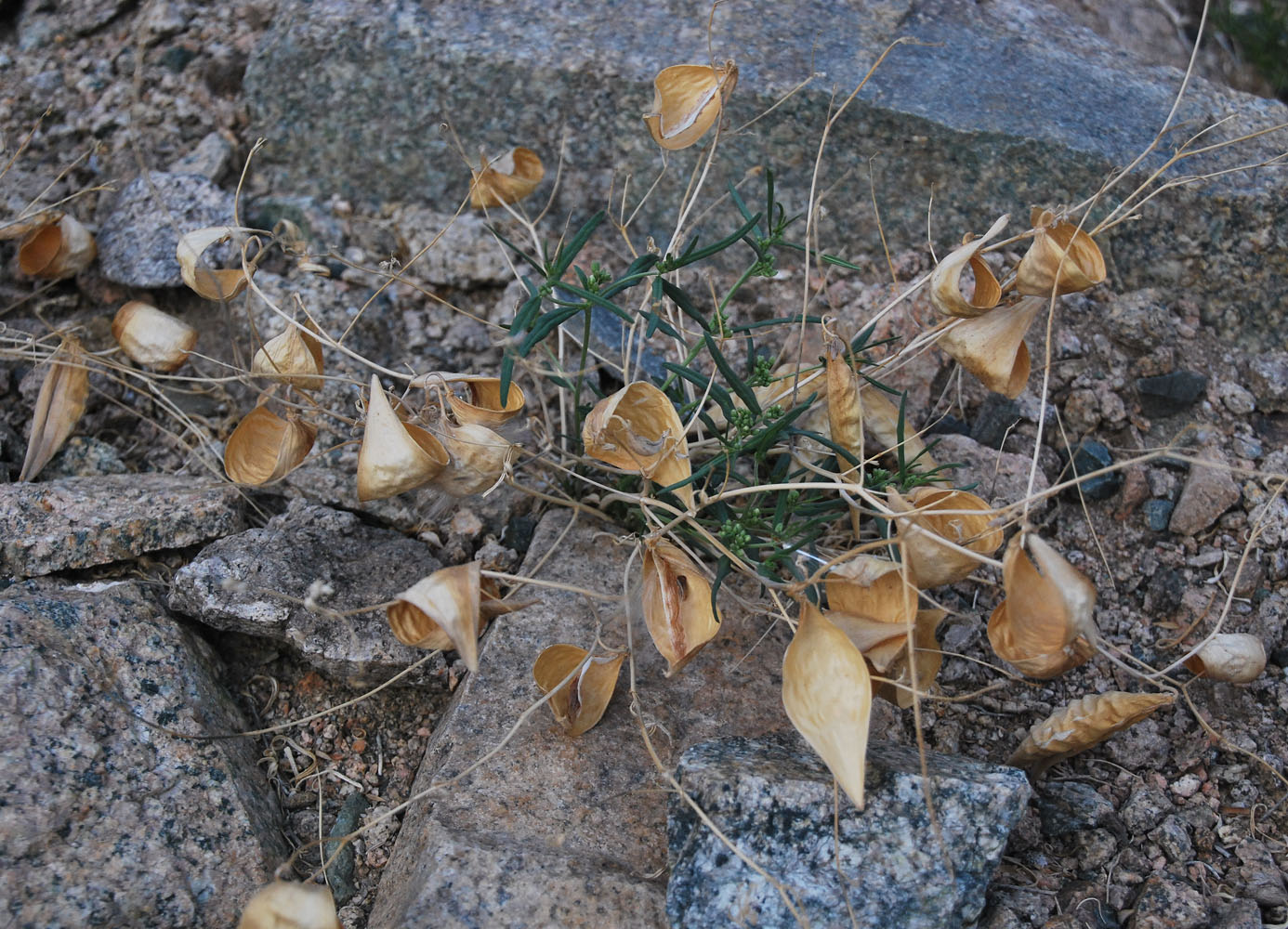 Изображение особи Vincetoxicum sibiricum.